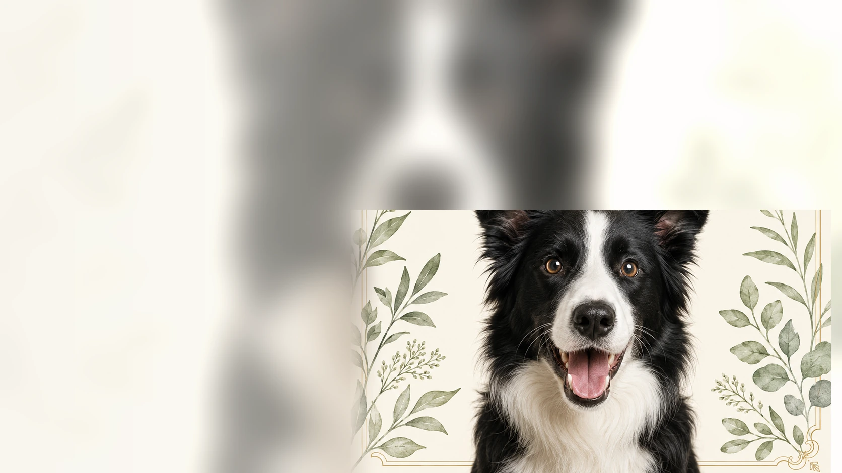 Everyday Essentials dog wellness program featuring a Border Collie